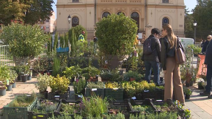 Növényvásár Pécs szívében