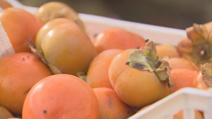 Datolyaszilva szüret