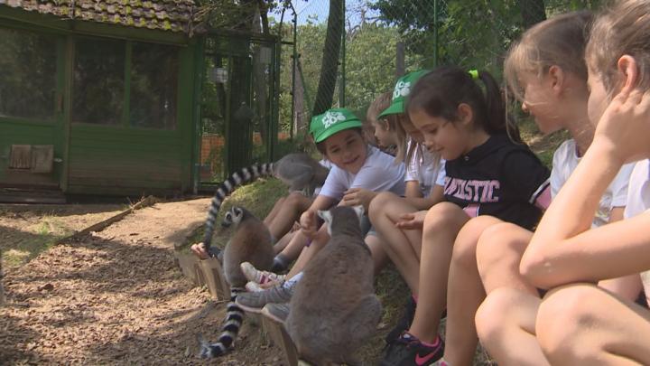 Több turnusban zajlik a zoo tábor