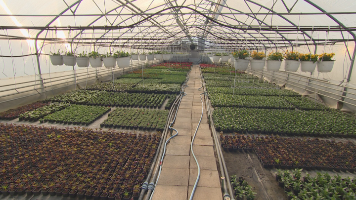 Egynyári növények