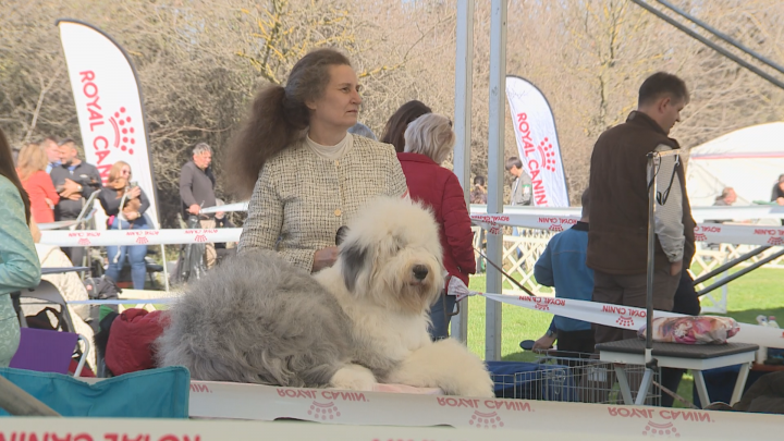 Nemzeti kutyakiállítás